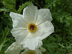Archivo:Argemone platyceras 'Link&Otto' (Papaveraceae) flower