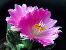 Archivo:Ariocarpus bravoanus hintonii 2