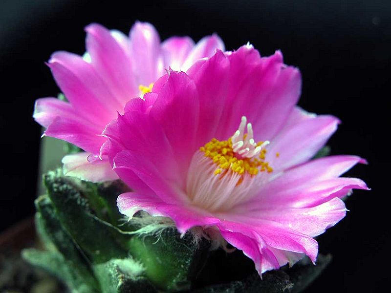 Ariocarpus bravoanus hintonii 2