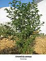 Artemisia annua 1