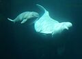 Aurora and baby 2 - vancouver aquarium