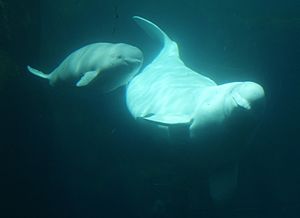 Archivo:Aurora and baby 2 - vancouver aquarium