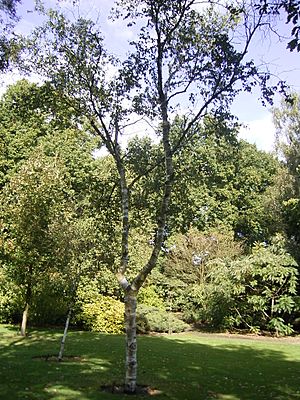 Archivo:Betula albosinensis 01-10-2005 14.41.32