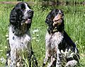 Bild Spingerspaniel