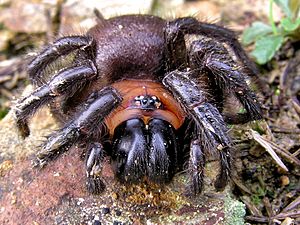 Archivo:BlackTunnelweb head (edit)