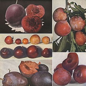 Archivo:Burbank satsuma plum