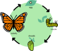 Butterfly life cycle diagram in English