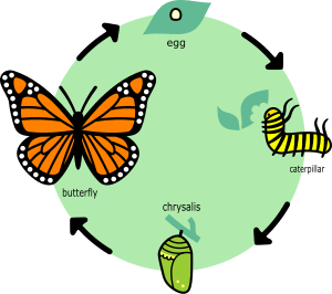 Archivo:Butterfly life cycle diagram in English