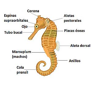 Archivo:Caballito de mar. Anatomía