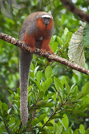 Archivo:Callicebus discolor 2