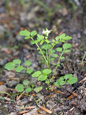 Archivo:Cardamine flexuosa kz1