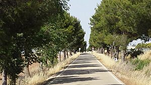 Archivo:Carril bici Albacete-Valdeganga (vía verde). Albacete