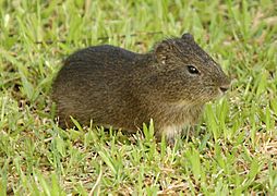 Cavia aperea, Iguazú National Park 1