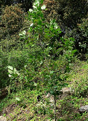Archivo:Ceanothus arboreus 1