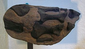 Archivo:Ceratosaurus nasicornis AMNH 27631 hand cast