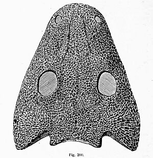Archivo:Chelyderpeton scull2