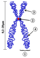 Chromosome-upright