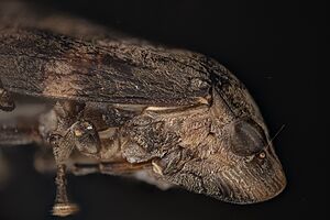 Archivo:Cicallidae lateral details