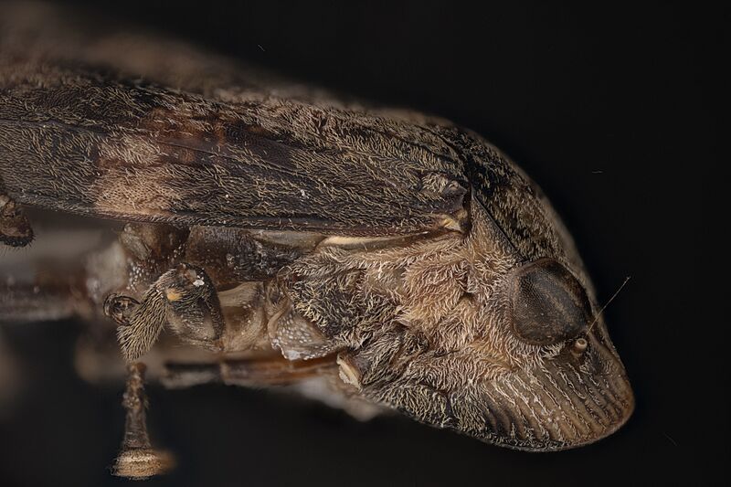 Cicallidae lateral details