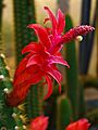 Cleistocactus samaipatanus 002