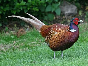 Archivo:Common Pheasant RWD2