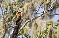 Comoe bird