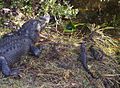 Crocnest