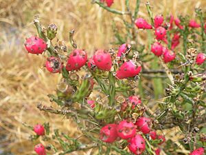 Archivo:Cylindropuntia kleiniae (5664670174)