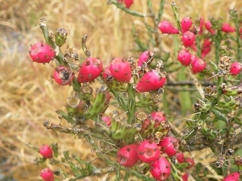 Cylindropuntia kleiniae (5664670174)