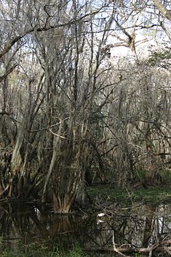 Cypress Swamp FL.jpg