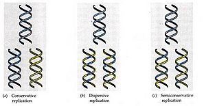 Archivo:DNA.three-models.1