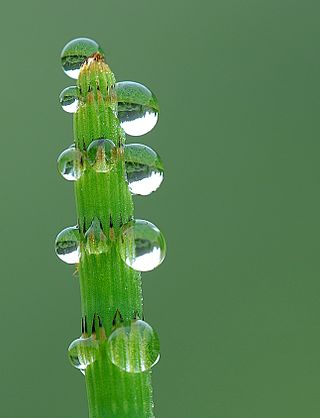 Archivo:Dew on a Equisetum fluviatile Luc Viatour