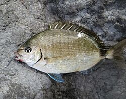 Diplodus holbrookii 175787964 (cropped).jpg