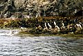 Diving Snares Penguin