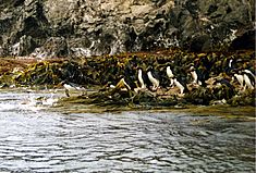 Archivo:Diving Snares Penguin