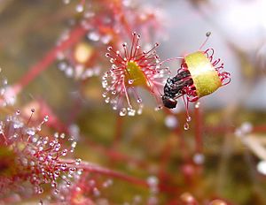 Archivo:Drosera anglica ne4