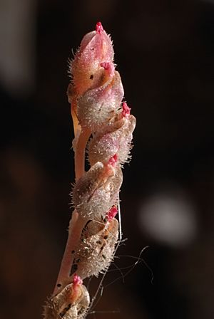 Archivo:Drosera burmannii inflorescence Darwiniana