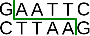 Archivo:EcoRI restriction enzyme recognition site