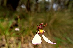 Eriochilus cucullatus 1.jpg