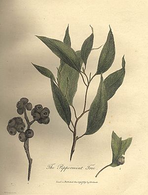 Archivo:Eucalyptus piperita (White's Voyage)