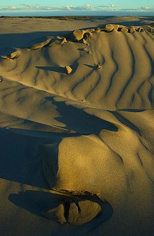 Archivo:Farewell Spit sand dunes