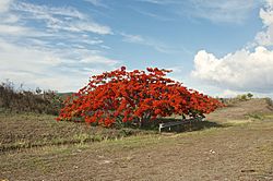 Flamboyan tree, Juana Diaz, PR - panoramio.jpg