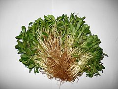 Fresly sprouted Qasuri Methi