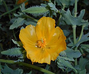 Glaucium flavum 2015-06-16 442.JPG