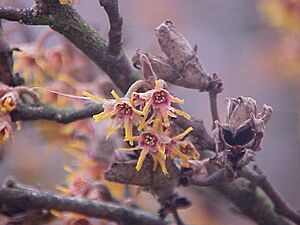 Archivo:Hamamelis vernalis1