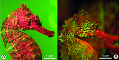 Archivo:Hippocampus reidi Biofluorescencia