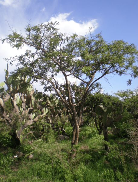 Huizache y nopaleras Uriangato