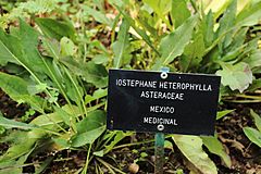 Iostephane heterophylla.JPG