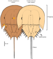 L polyphemus L darwini