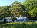 Laguna Camaronera, Alvarado, Veracruz 14
